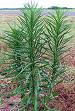 Cola de caballo. Equisetum hiemale